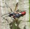 Cylindromyia bicolor